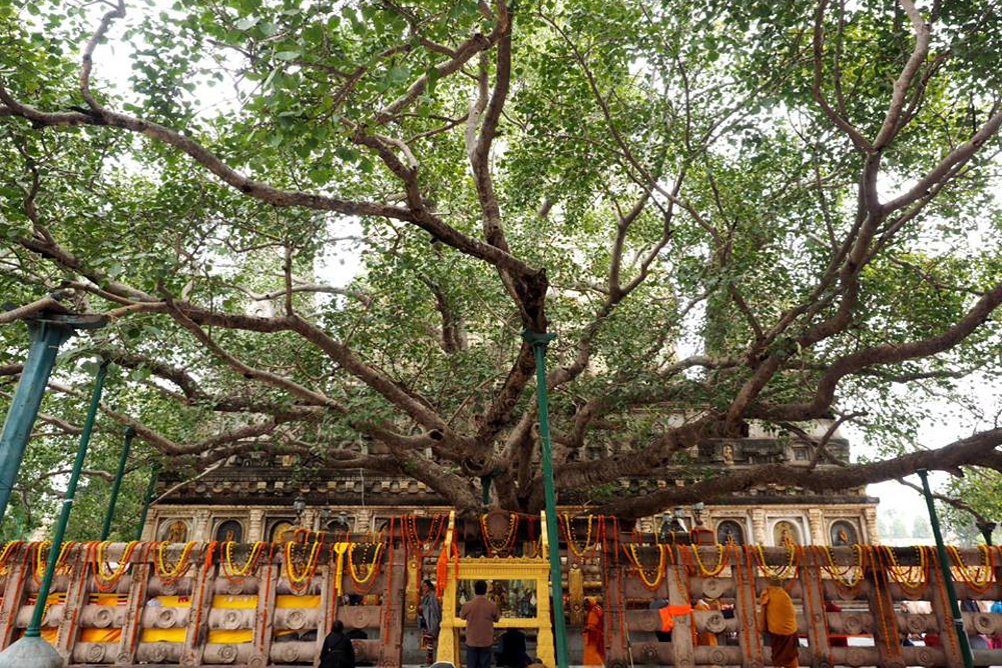 Bodhgaya eveil bouddha shakyamuni