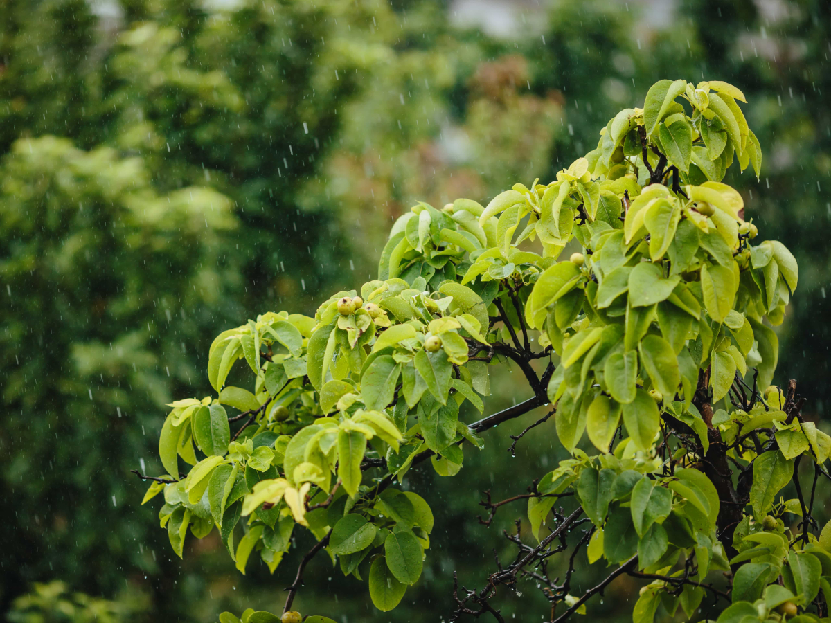La parabole des trois sortes d’herbes médicinales et des deux sortes d’arbres - 5e chapitre : “La parabole des herbes médicinales”. [DR]