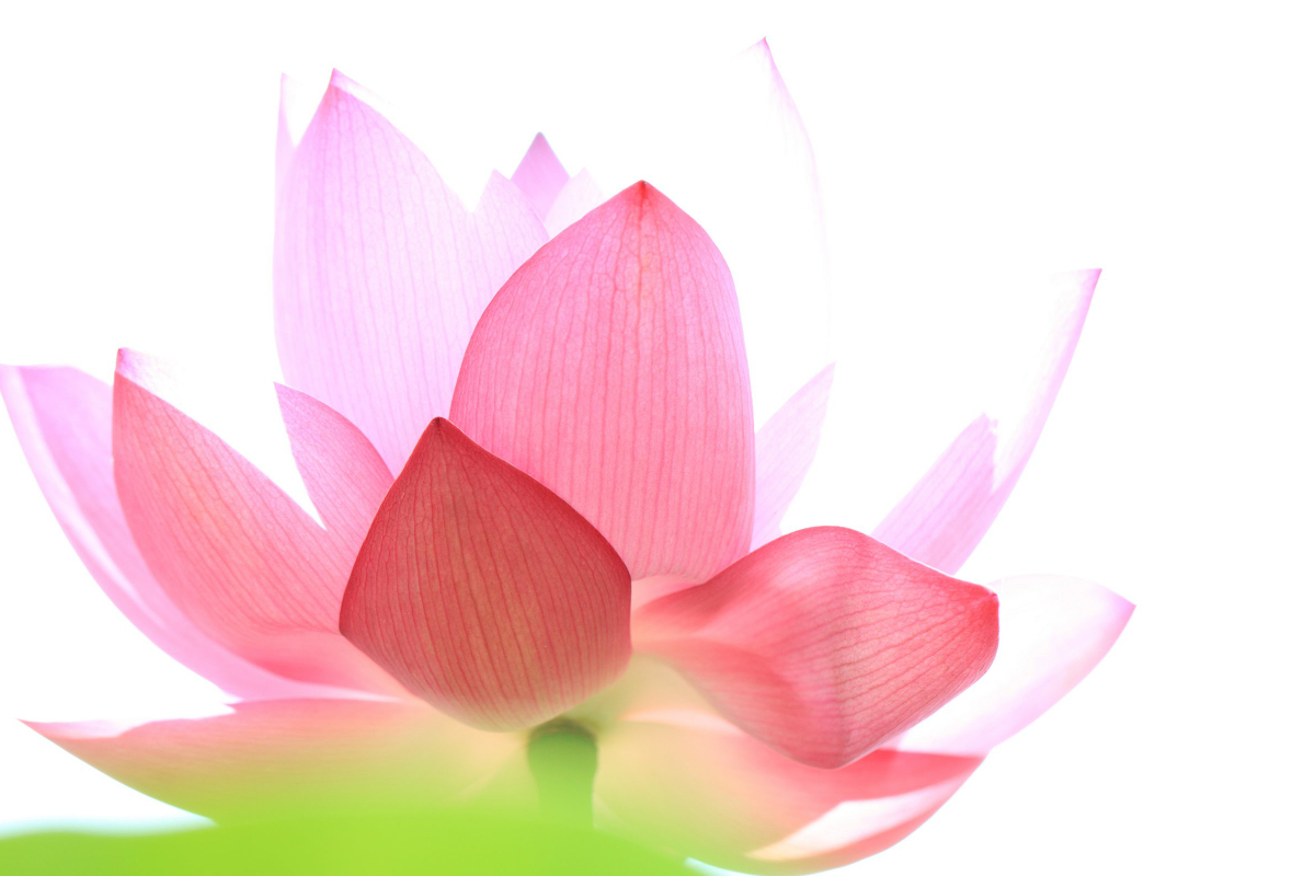 La fleur de lotus, symbole de la Loi merveilleuse. [© Michel Courant]